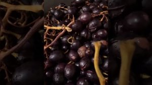 Соковарка.100% натуральный виноградный сок на зиму, без