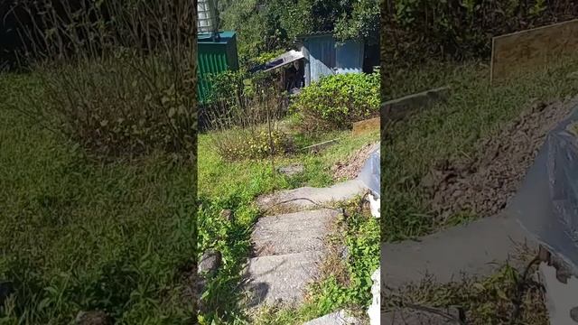 как в Краснодарском крае собирают Виноград. смотреть онлайн