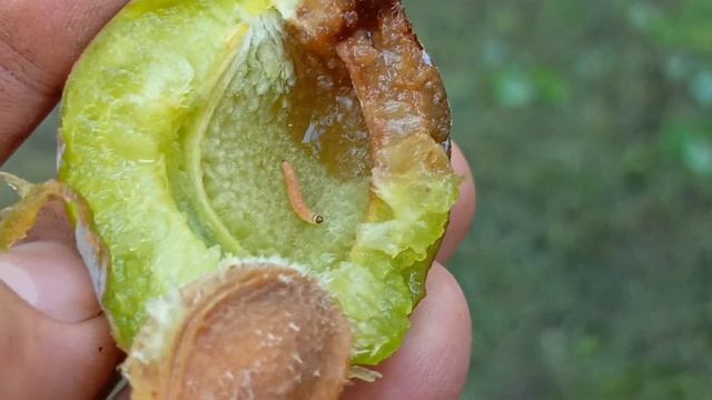 Дела житейские 21.08.23 #помидорыпоновому #город61 #садого? смотреть онлайн