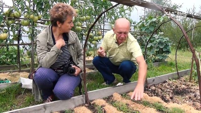 Мульчирование свежими опилками – не бойтесь!  Как сделать удобные грядки