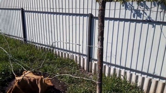 Подготовка винограда к сезону: секреты и советы