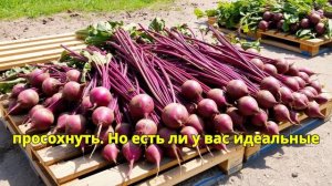 Секреты хранения свеклы  Как сохранить её сочной до ле