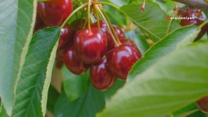 Вишня Польза и Вред для Организма Человека 🍒