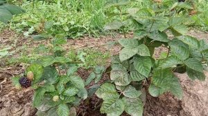 Бесшипая ежевика осенью на северо западе РФ