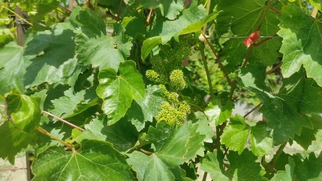 Виноград Алекс Щереденкова В.А. цветёт. смотреть онлайн