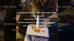 щовель снится - swag (с текстом)