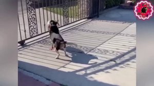 Забавные животные