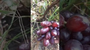 виноград  "Барин"