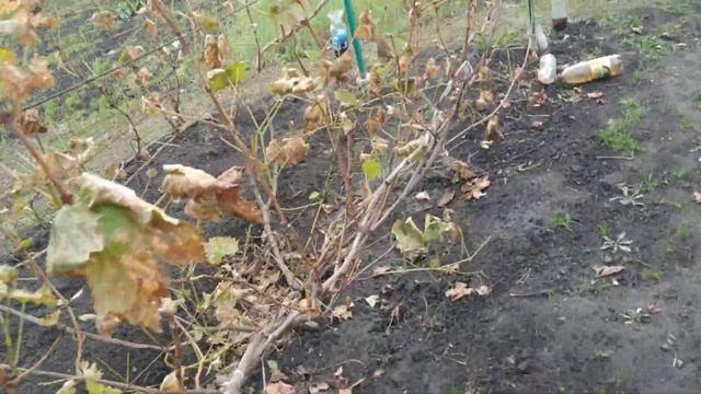 Виноград. Нужен ли полив перед укрытием на зиму... смотреть онлайн