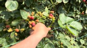 Ежевика в теплицах сорт Натчез