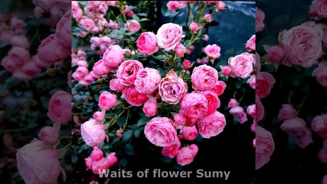 Троянда Помпонелла в моєму саду 21.06.22 Kordes, 2005. Pomponella Rose i смотреть онлайн