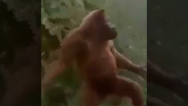 В джунглях Большая обезьяна танцует! Дискотека в джунглях тоже бывает! смотреть онлайн