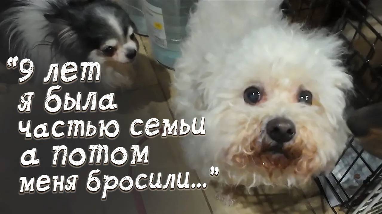 Они отдали первым встречным собаку. Почему она стала им не нужна?