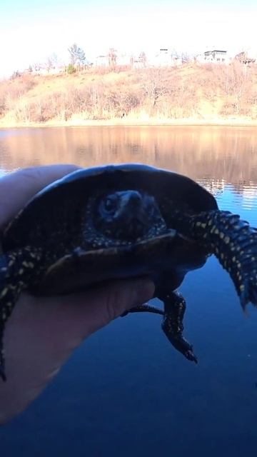 Недовольная черепаха #рыбалка #черепаха #shorts смотреть онлайн