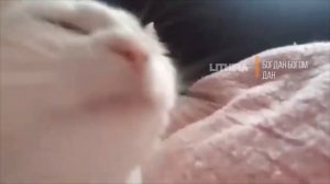 Глад Валакас - я Богдан, я Богом дарованный (1 час)