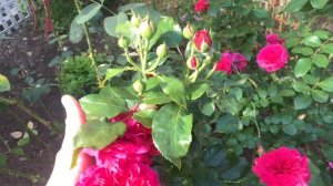 Роза "Ред Леонардо да Винчи" (Rose Red Leonardo da Vinci) г.Киев 29 се