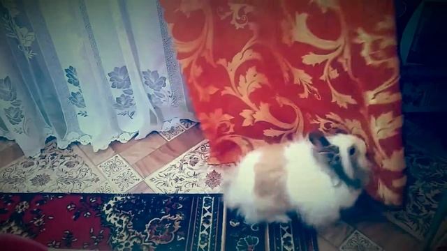 Кролики - смешные зверюшки!!! смотреть онлайн