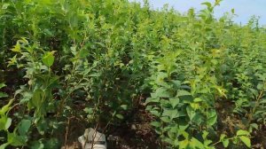 25 августа окулировка черешни на подвой всл2