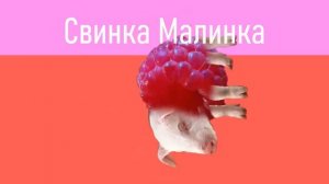 Мышка сосиска туц туц туц