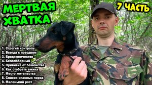 Ягдтерьер - 7 ЧАСТЬ. 9 пунктов которые вы должны знать. #ягдтерьер #ягдерьерволкмикс #волкмикс