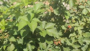 ежевика Гай,25.07.24.пятилетний куст