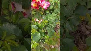 16 июня 2024 роза Крейзи фо Ю