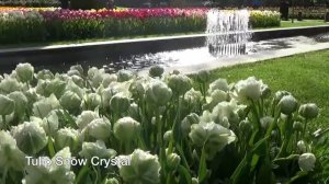 Тюльпаны Сноу Кристал  Tulip Snow Crystal   Tulip Bulbs from Holland