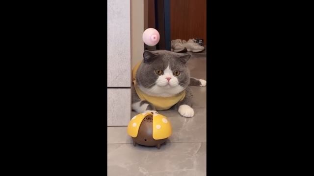 Приколы с котами! С ОЗВУЧКОЙ! Смешные коты  - САМЫЕ СМЕШ
