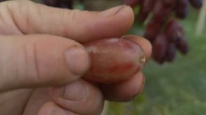 Виноград Гигант фингер