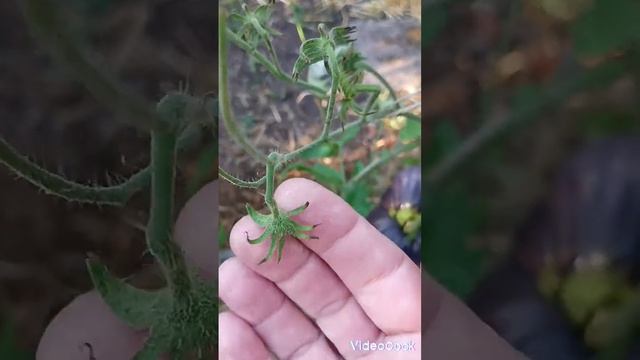 Жара +32 градуса, томаты не завязываются. Что делать? смотреть онлайн