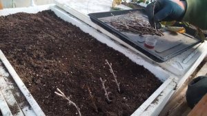 Черенкование крыжовника