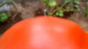 СОРТ ТОМАТА - ГИГАНТЕЛЛА.