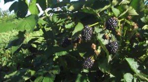 Александр Коломиец Ежевика Бжезина