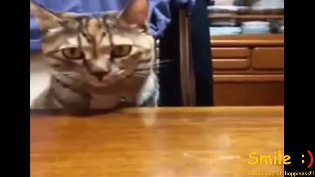 Smile :) Лучшие новые и последние приколы за неделю №11 смотреть онлайн