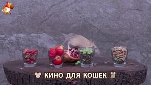 Видео для кошек про крысок развлекать питомцев 🐭🐀😂 (115)