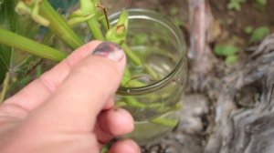 ОКУЛИРОВКА ВИНОГРАДА БЕЗ ПРОБУЖДЕНИЯ