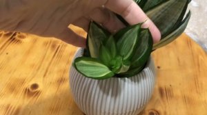 Сансевиерия Ханни Зебра🪴Обзор сорта🤔 @marinaqueen9988