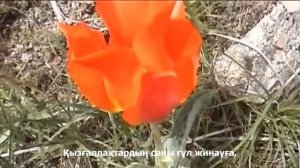 Тюльпан Грейга