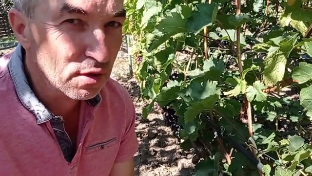 @Кишмиш АРАРАТ, Джавелін, Ламборджині. Гергель про сор? смотреть онлайн