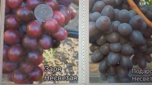 🍇Сорта винограда Зоря Несветая и Подарок Несветая🍇6