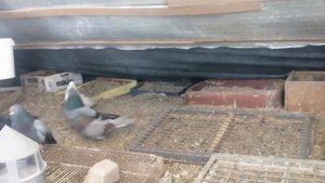 СТАРО НИКОЛАЕВСКИЕ ГОЛУБИ, БЕРЕЗНЕГОВАТСКИЕ. @user-gi2lx8ze8u