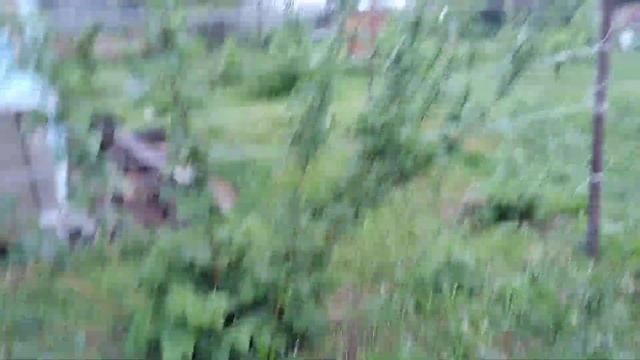 ежевика Холлс бьюти,5 июня 2024 смотреть онлайн