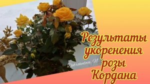 Укоренить отцвёвшую розу из магазина.
