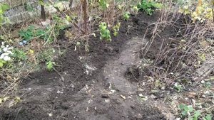 Посадка малины в ров с бревном.@0320