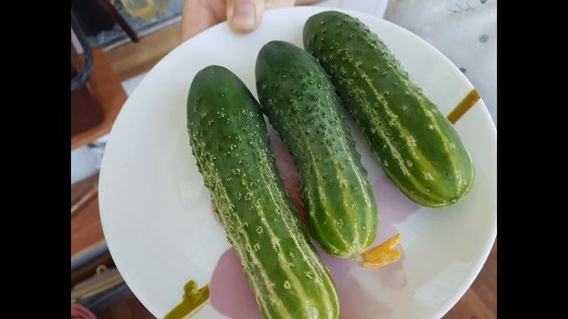 Огурцы и помидоры на балконе. смотреть онлайн