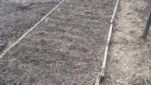 почему ОЗИМЫЙ ЛУК лучше , чем ЯРОВОЙ.?