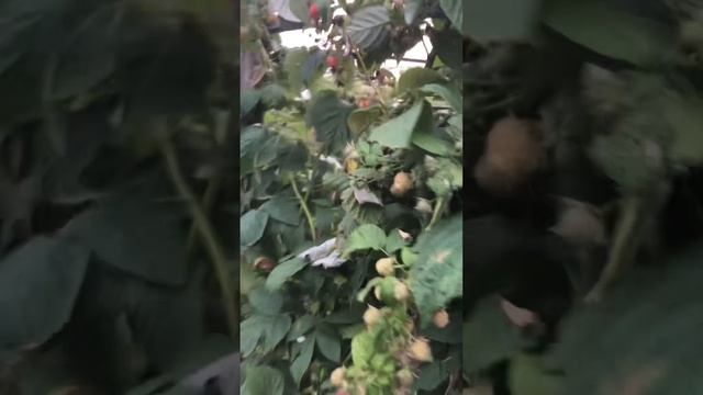 Маравилла(второй урожай) жара убила смотреть онлайн