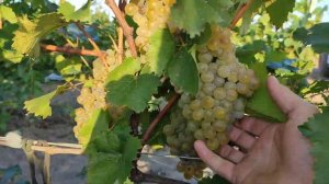 Сентябрь 2023 г. Августин. Сбор винограда №2