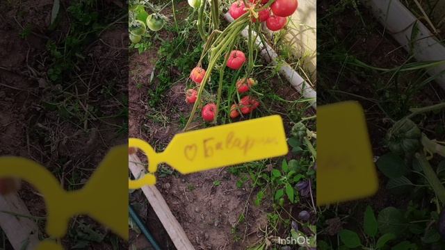 Обзор томатов Сердце Баварии и Бычье сердце оранжевое смотреть онлайн
