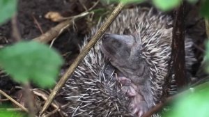 ЖИВОТНЫЕ – Развивающие мультики для детей | Викторина